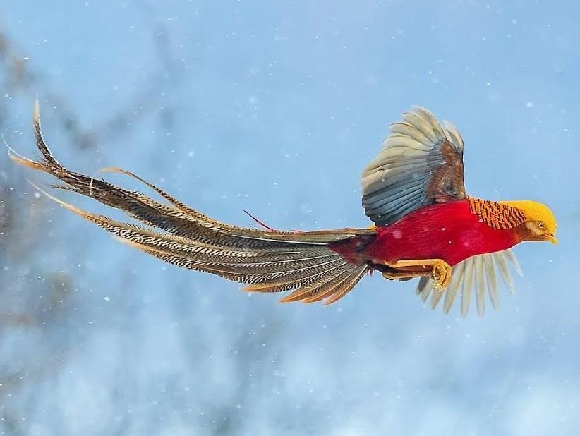 Loai phuong hoang lua quy hiem o Trung Quoc hinh anh