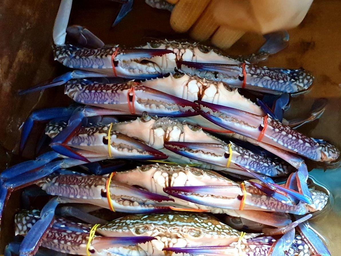 Trai nghiem an ghe cang xanh ngay tren bien Campuchia hinh anh