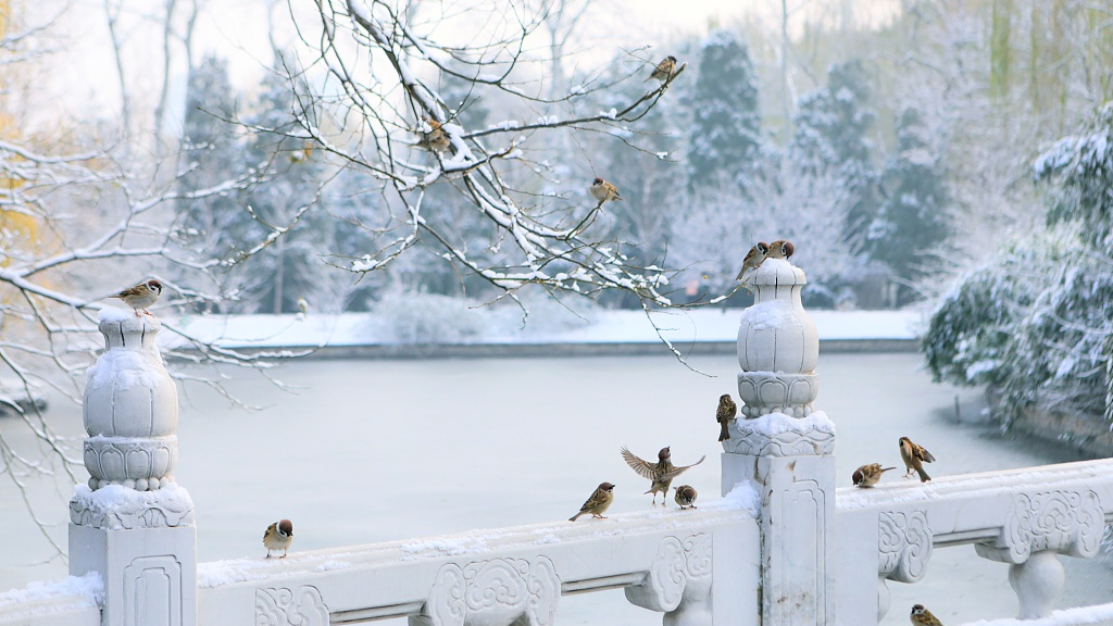 tuyết trắng ở Bắc Kinh ảnh 17 tuyet trang o Bac Kinh anh 17