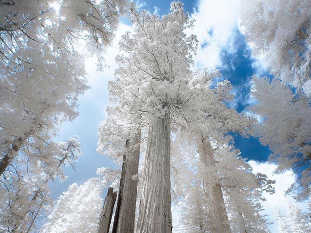 Tuyet phu trang rung cay dai thu cao nhat nuoc My hinh anh