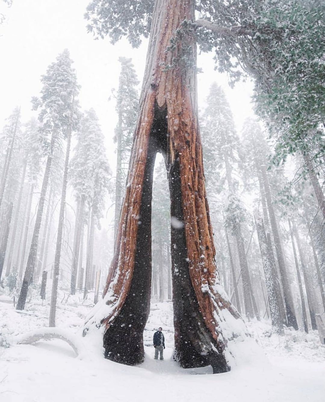 cong vien Sequoia phu tuyet anh 5
