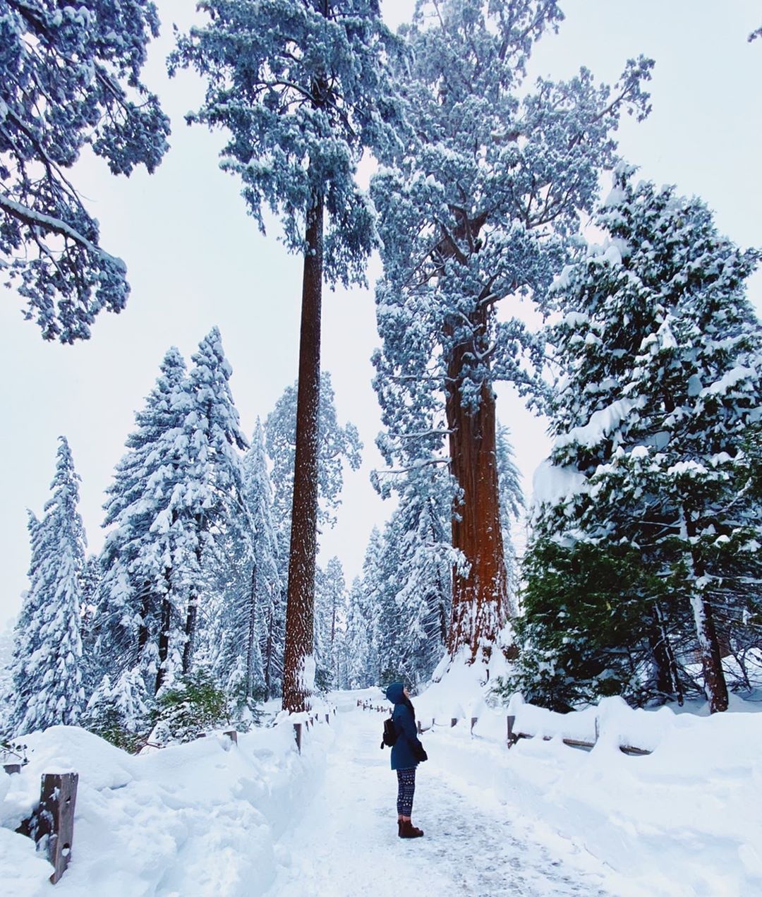 cong vien Sequoia phu tuyet anh 4