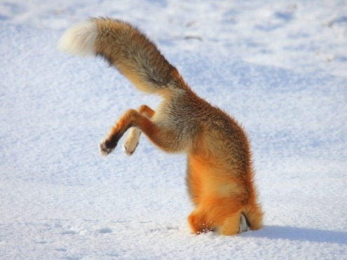 Ly do loai cao do thich nhay cam dau xuong tuyet hinh anh