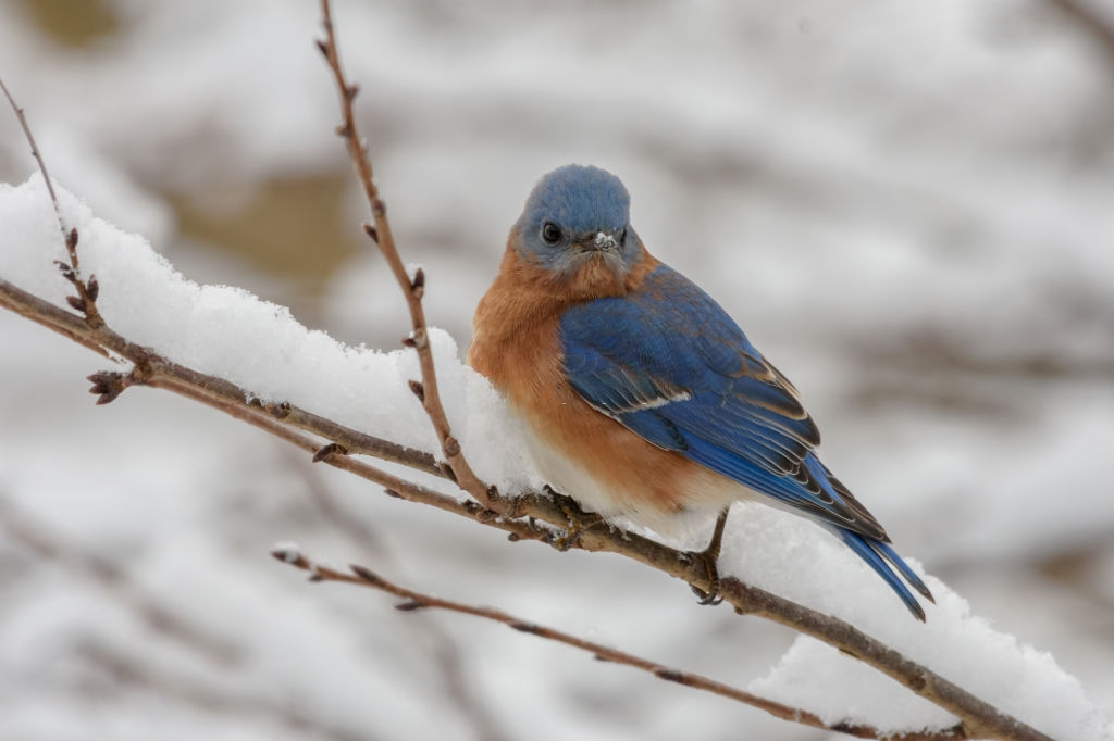 Mua dong tren the gioi anh 8