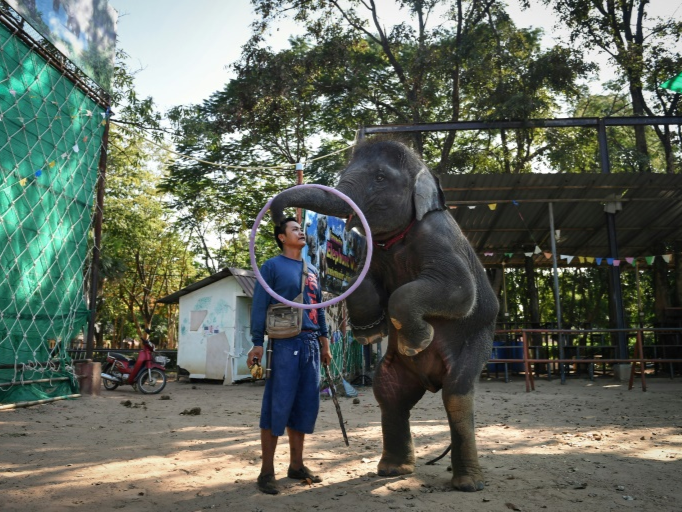 Voi con o Thai Lan bi giam cam, ep dien tro phuc vu du khach hinh anh