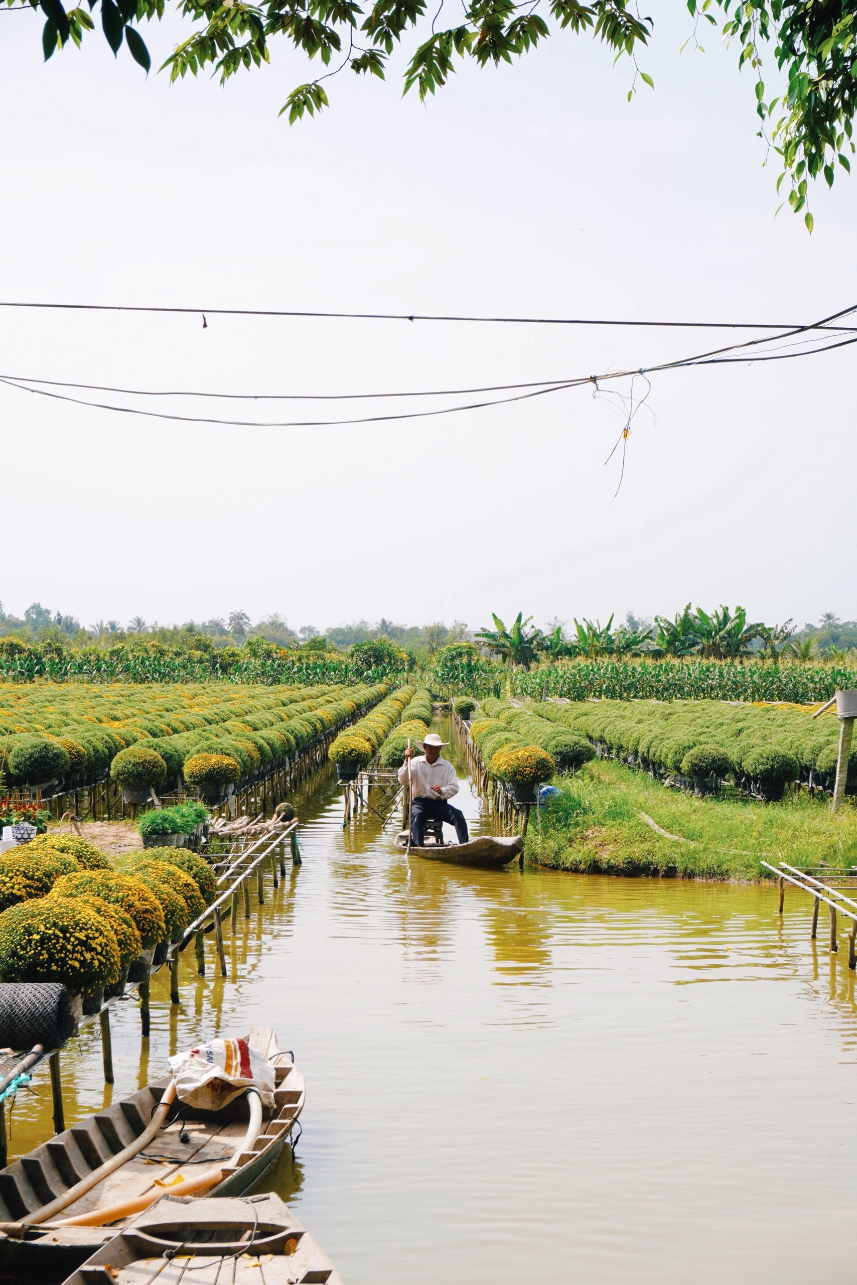 vườn hoa Sa Đéc cuối tuần ảnh 12 vuon hoa Sa Dec cuoi tuan anh 12