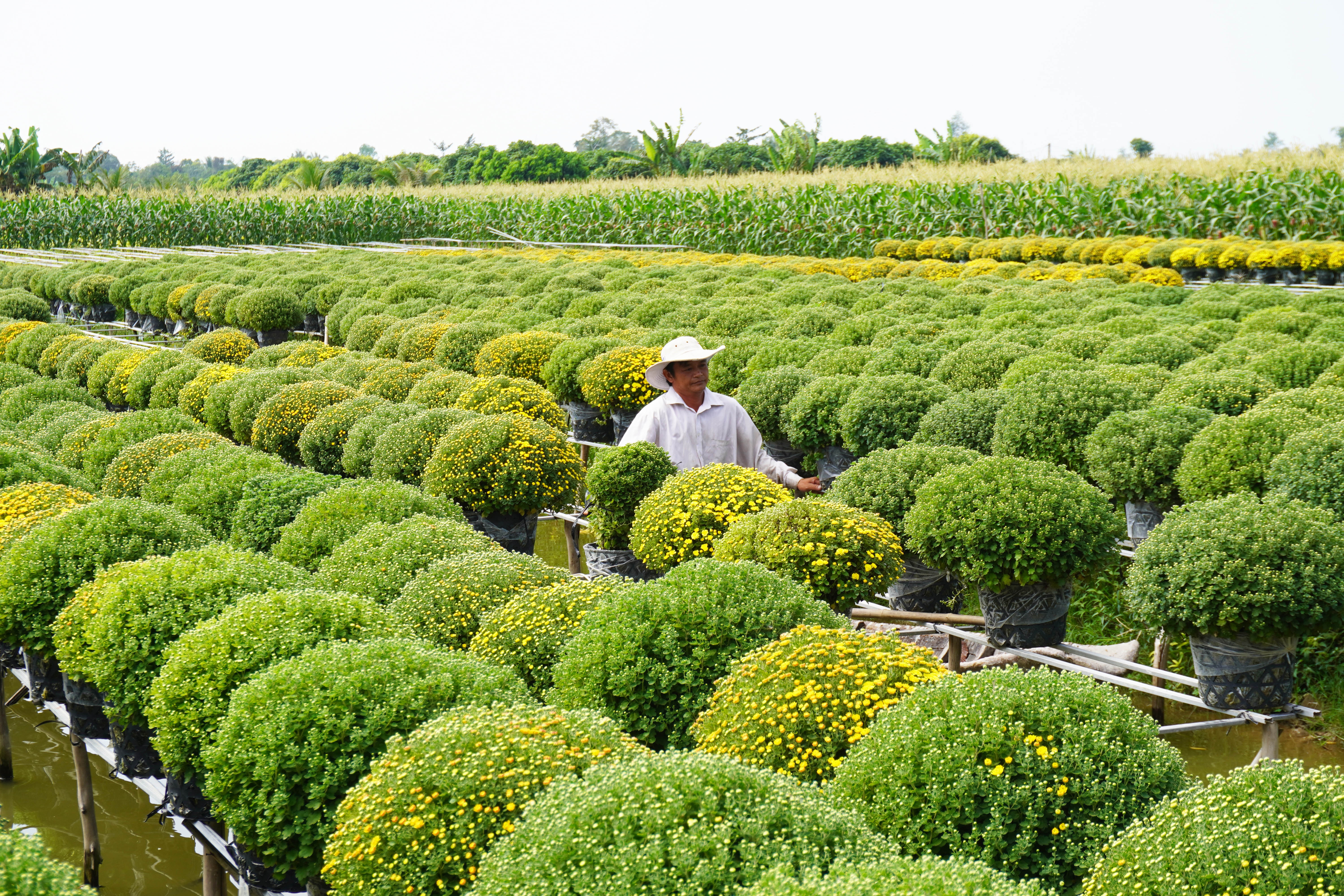 vườn hoa Sa Đéc cuối tuần ảnh 11 vuon hoa Sa Dec cuoi tuan anh 11