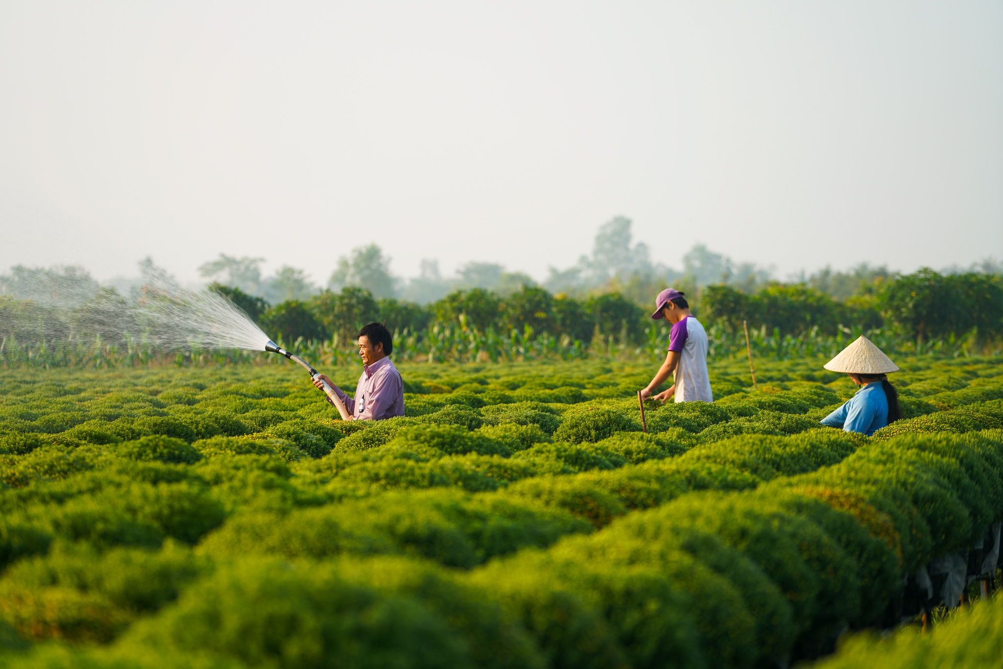 làng hoa sa đéc vào xuân ảnh 10 lang hoa sa dec vao xuan anh 10