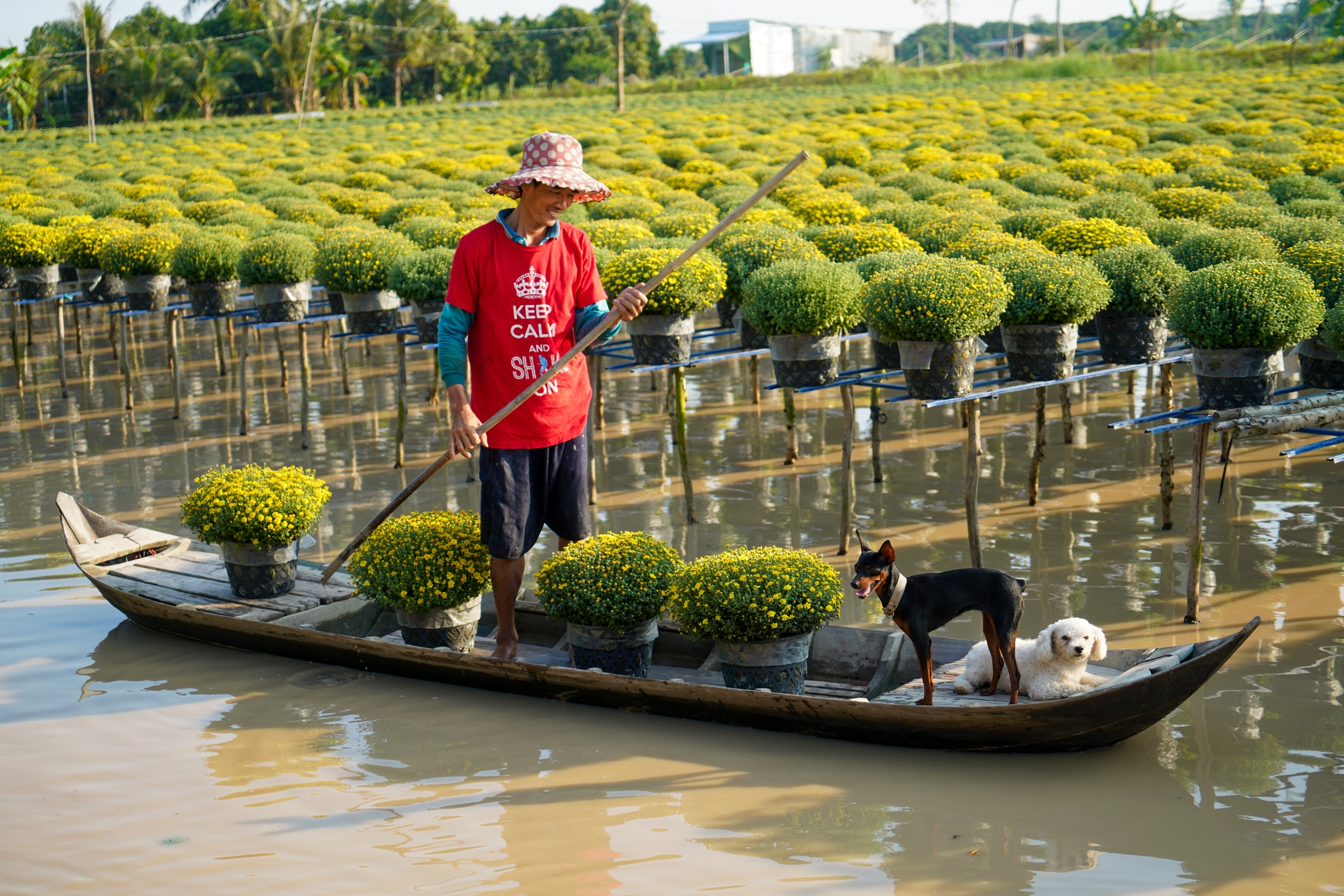 làng hoa sa đéc vào xuân ảnh 5 lang hoa sa dec vao xuan anh 5