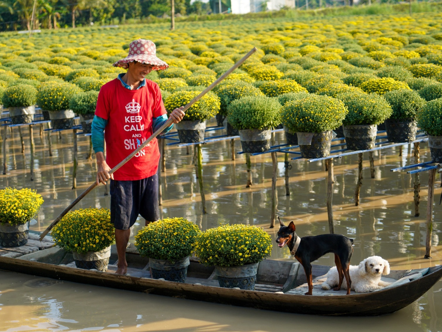 Vuon cuc Sa Dec rop sac vang nhung ngay cuoi nam hinh anh