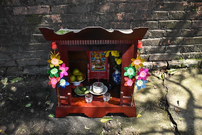 hoa giay Thanh Tien anh 10