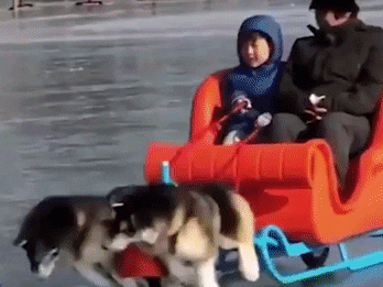 Cho Alaska gia keo xe truot tuyet o Trung Quoc hinh anh