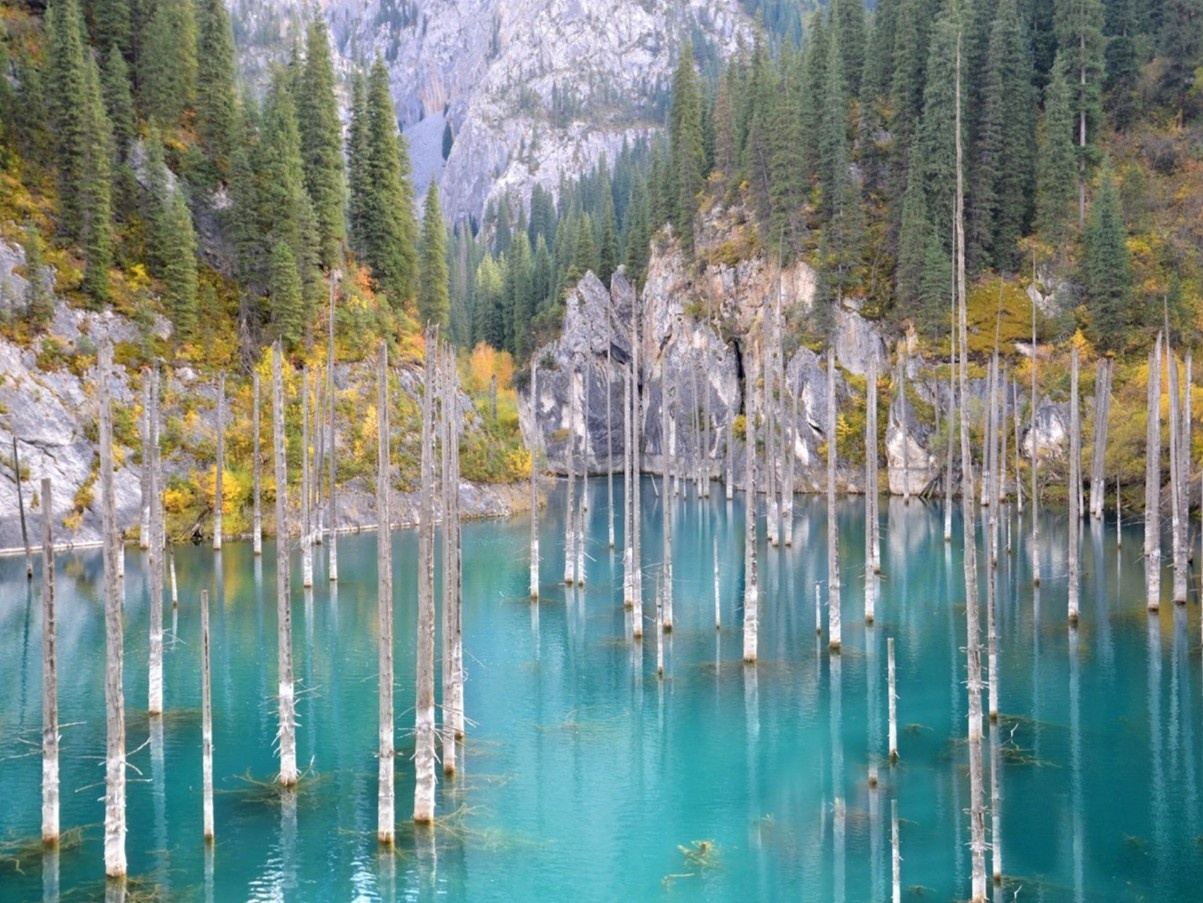 Rung cay moc nguoc giua ho nuoc hinh anh