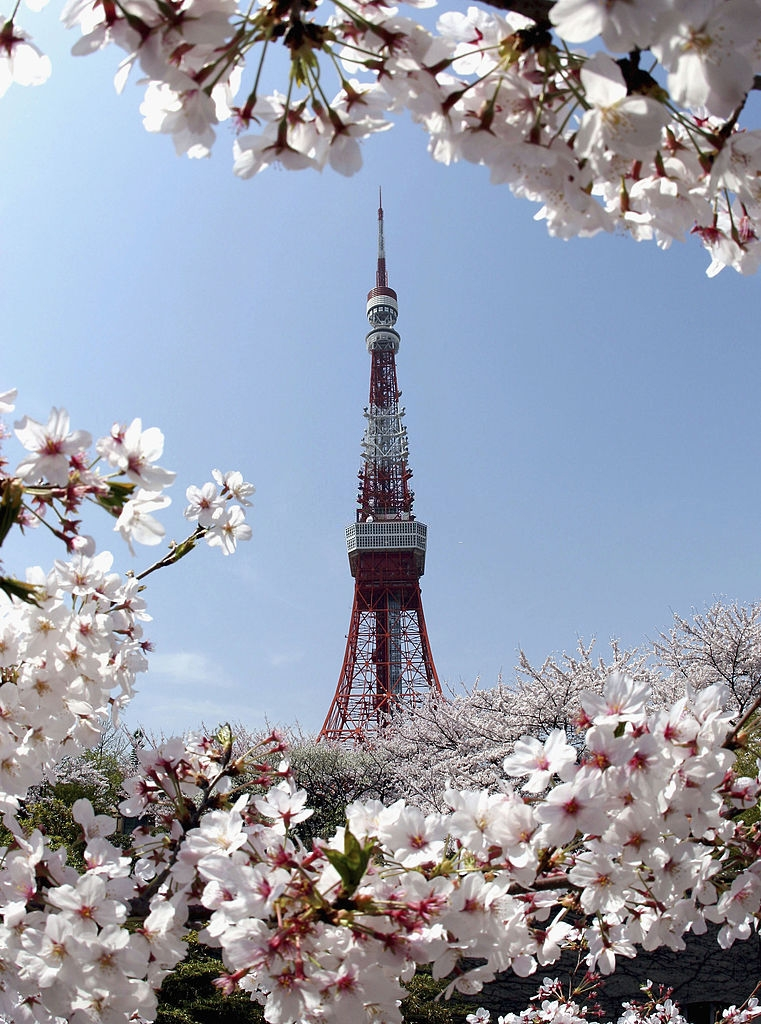 Hoa anh dao Nhat Ban anh 2