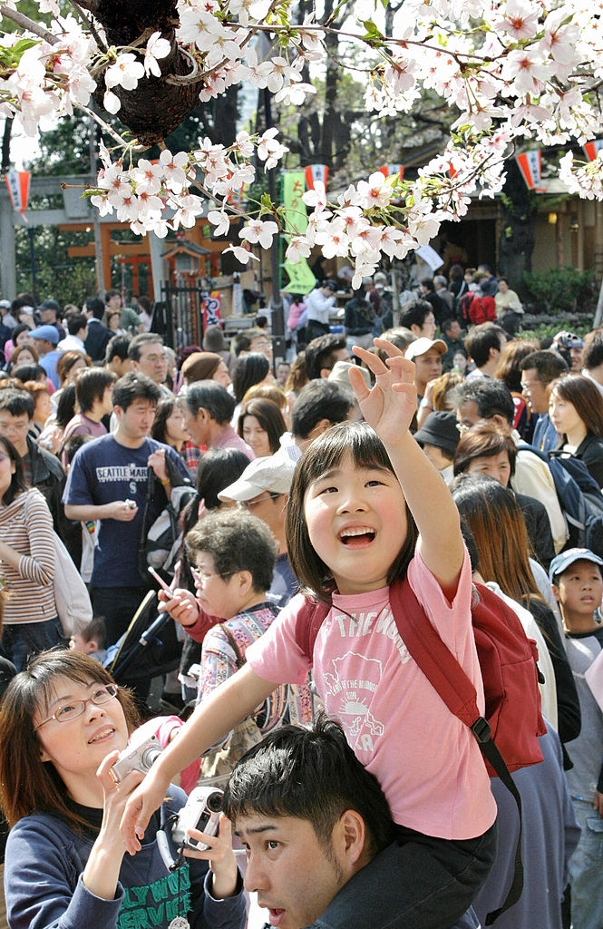 Hoa anh dao Nhat Ban anh 14