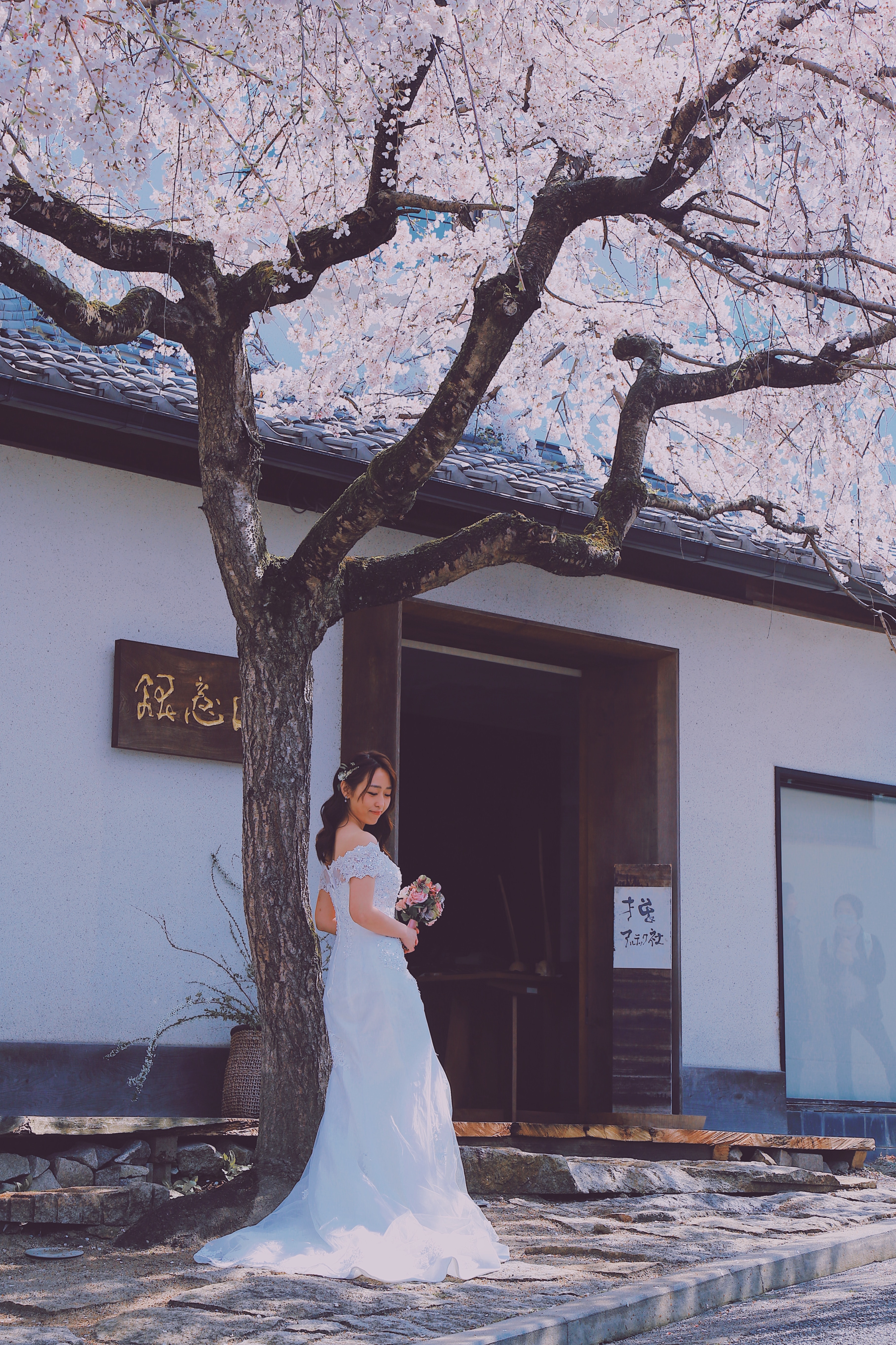 Hoa anh dao Nhat Ban anh 19