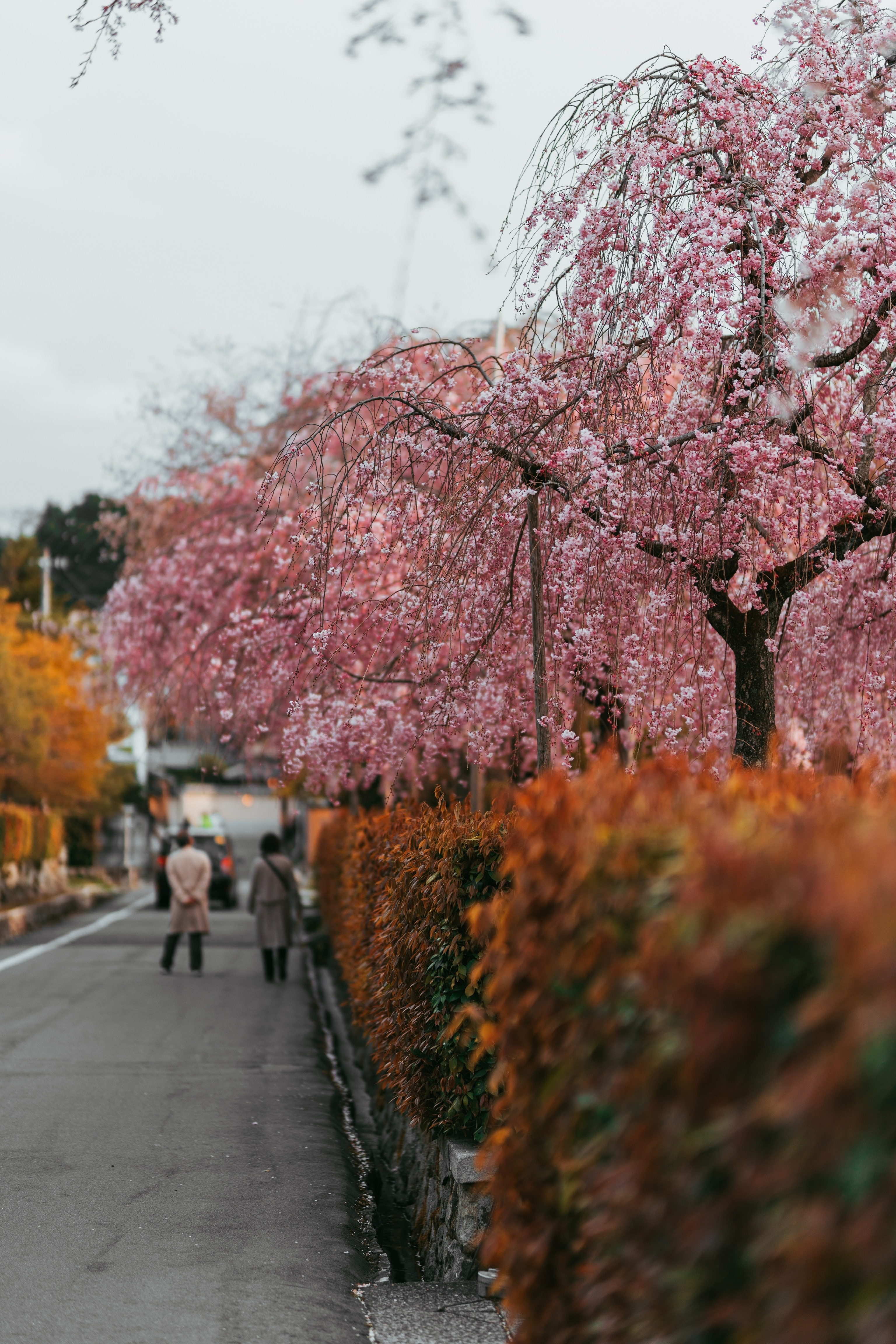 Hoa anh dao Nhat Ban anh 6