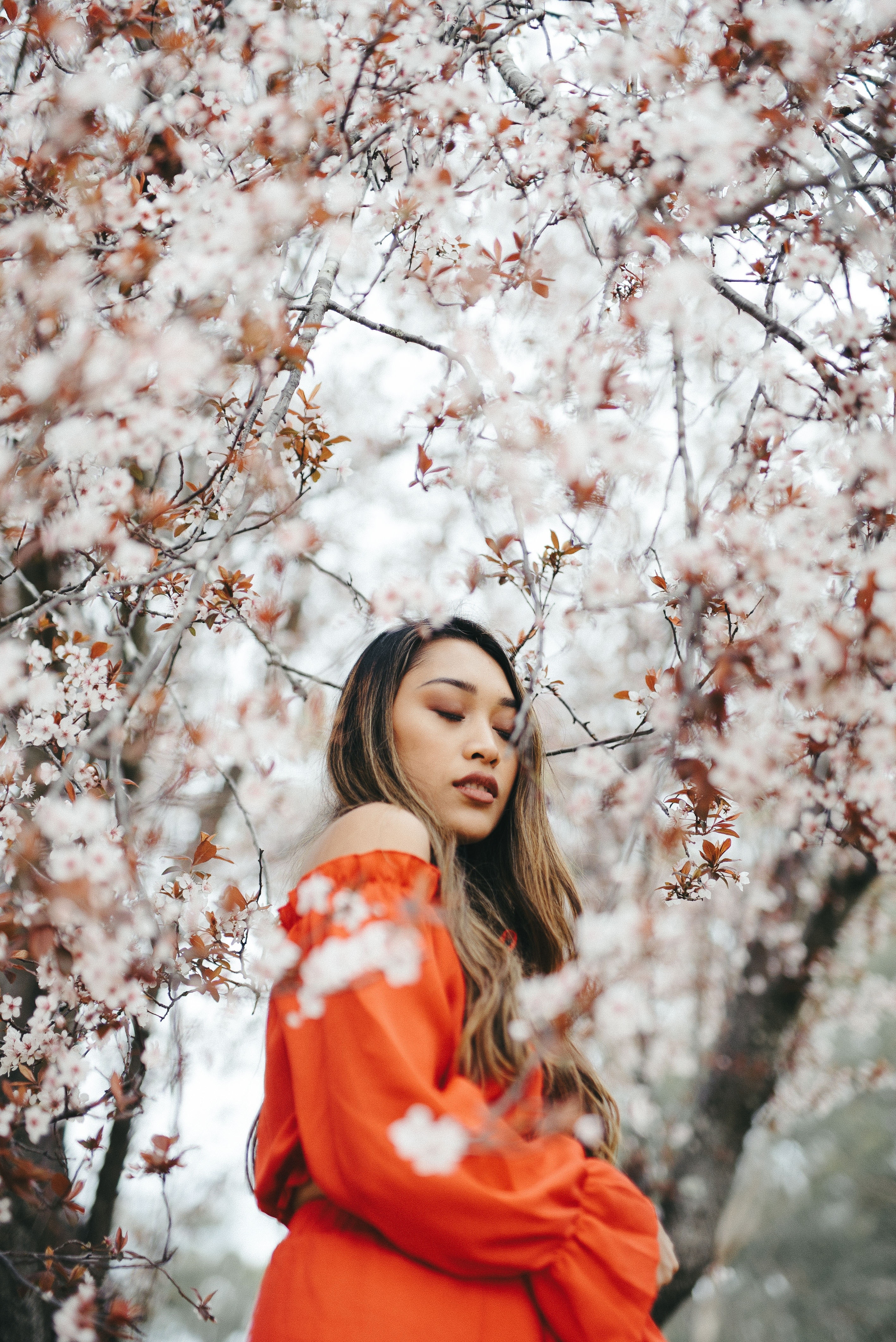 Hoa anh dao Nhat Ban anh 12