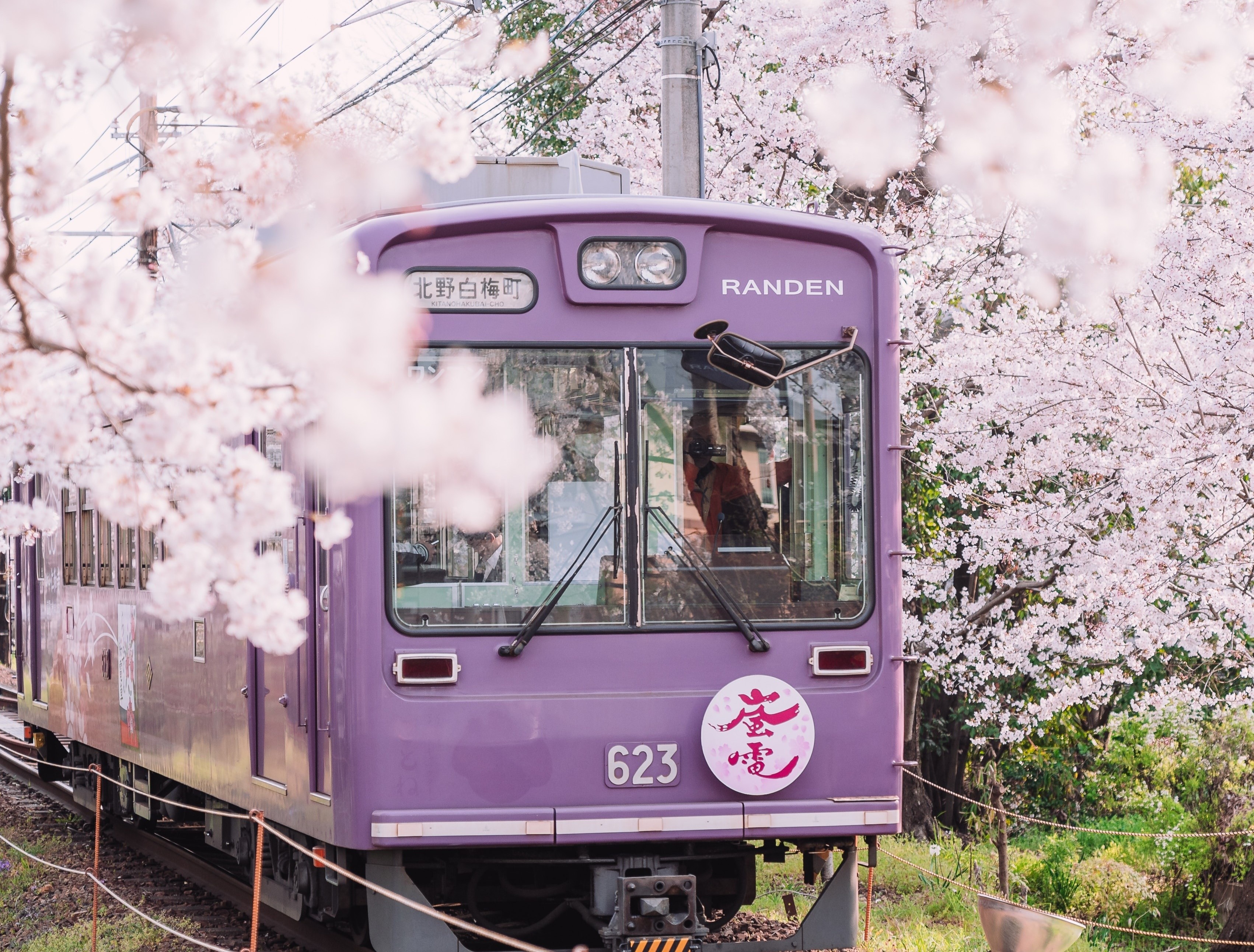 Hoa anh dao no rop troi Nhat Ban mua xuan hinh anh