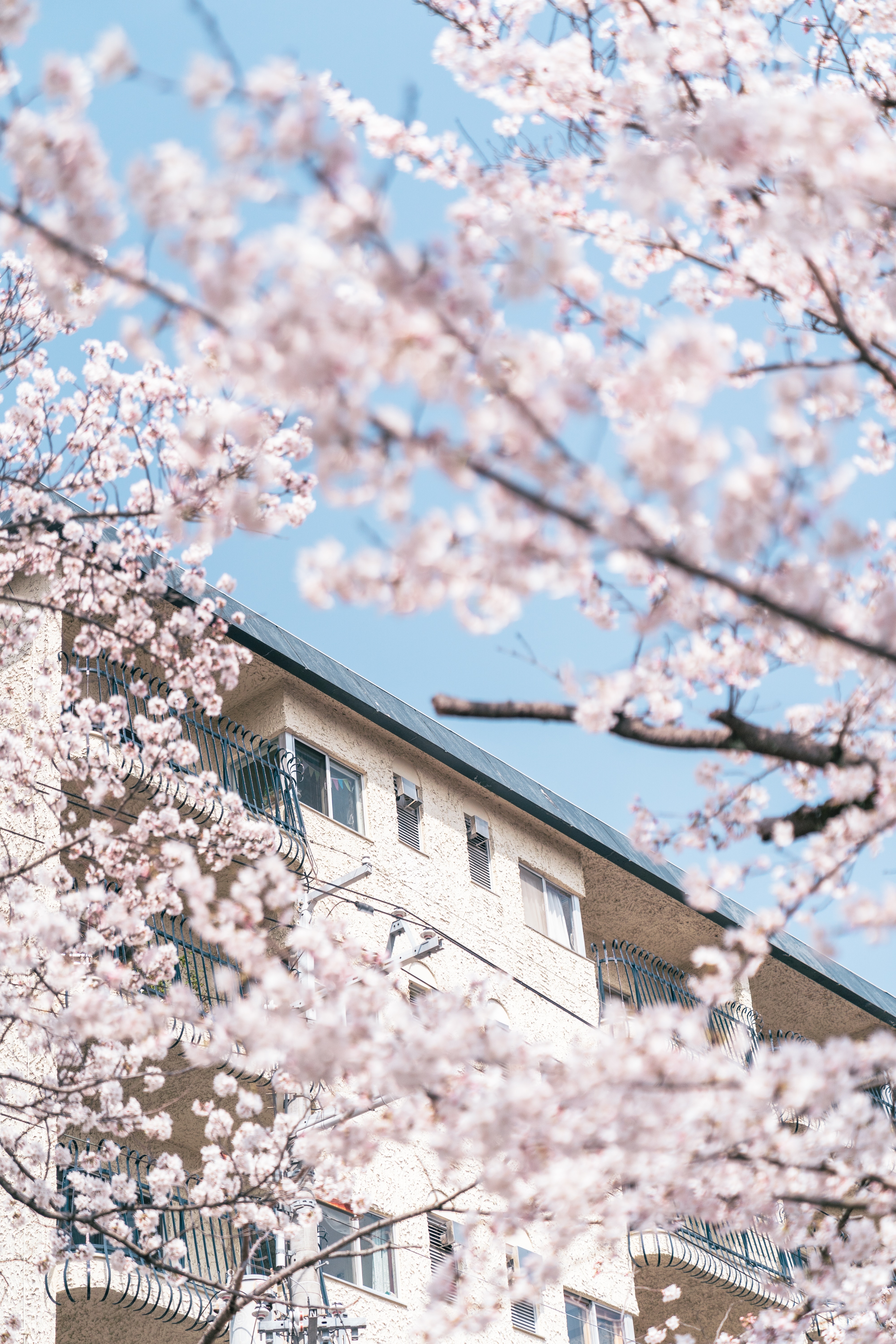 Hoa anh dao Nhat Ban anh 9