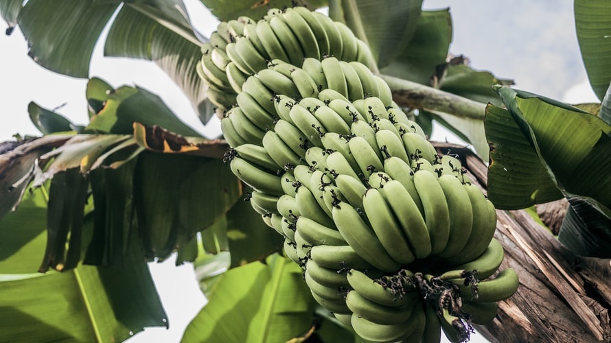 mâm ngũ quả ảnh 4 mam ngu qua anh 4