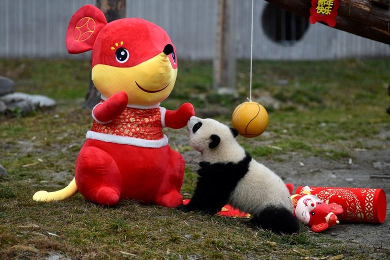 tet nguyen dan o chau a anh 13