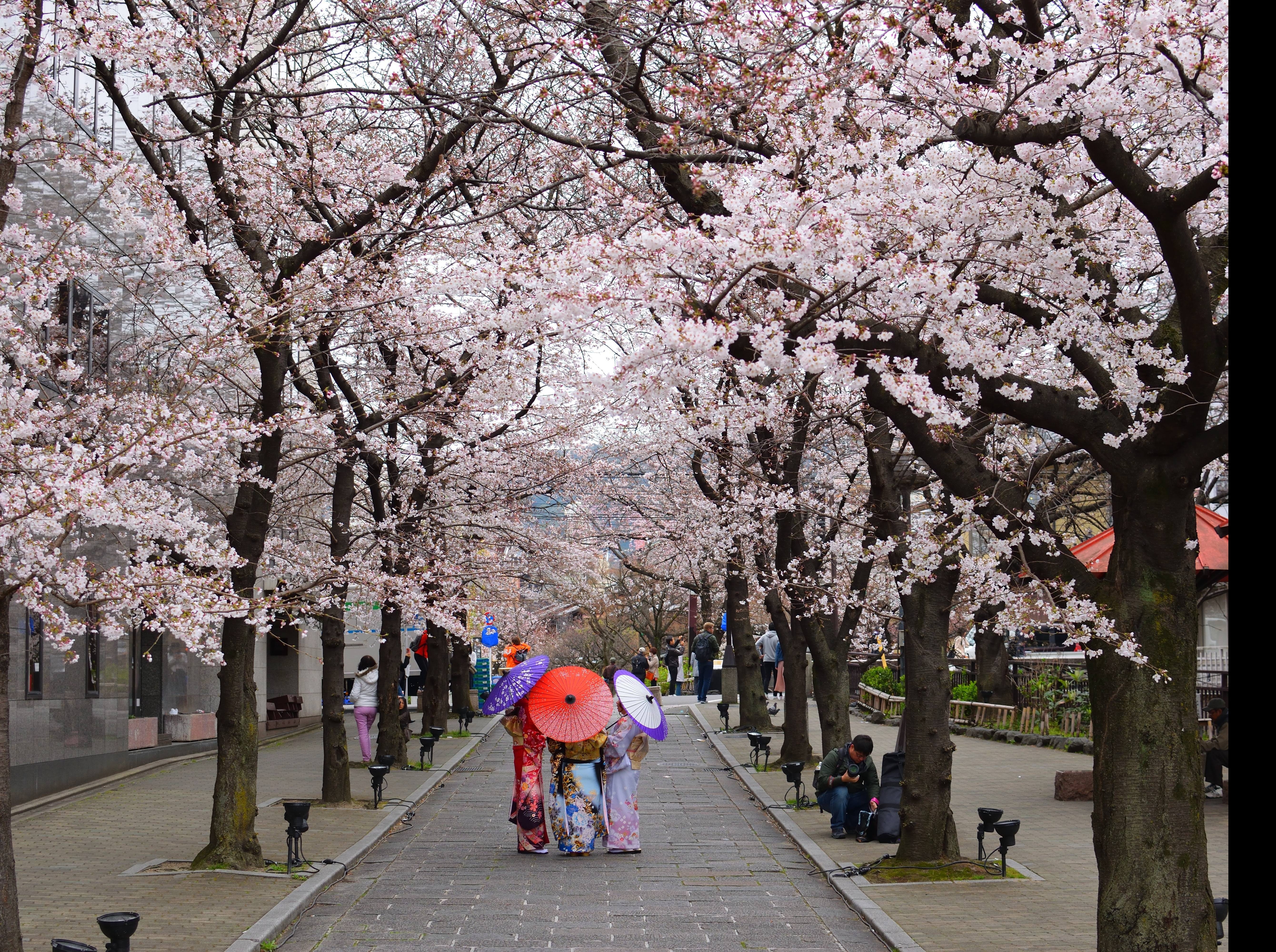 Sac hoa xuan no ro khap noi tren the gioi hinh anh