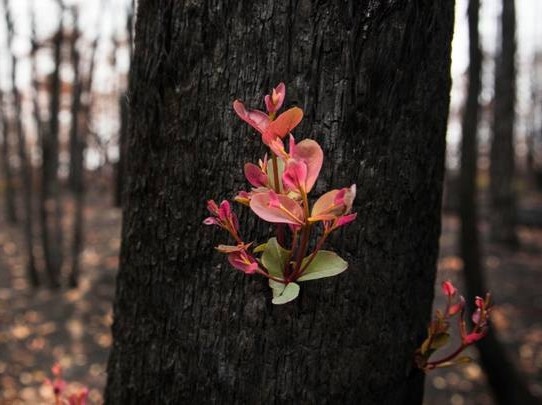 Cay coi dam choi trong nhung canh rung chay o Australia hinh anh