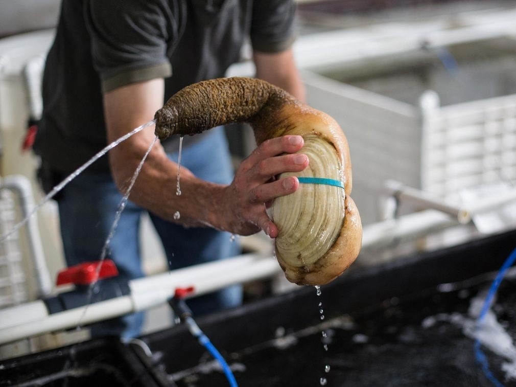 Dau bep che bien sashimi tu oc voi voi co lon hinh anh