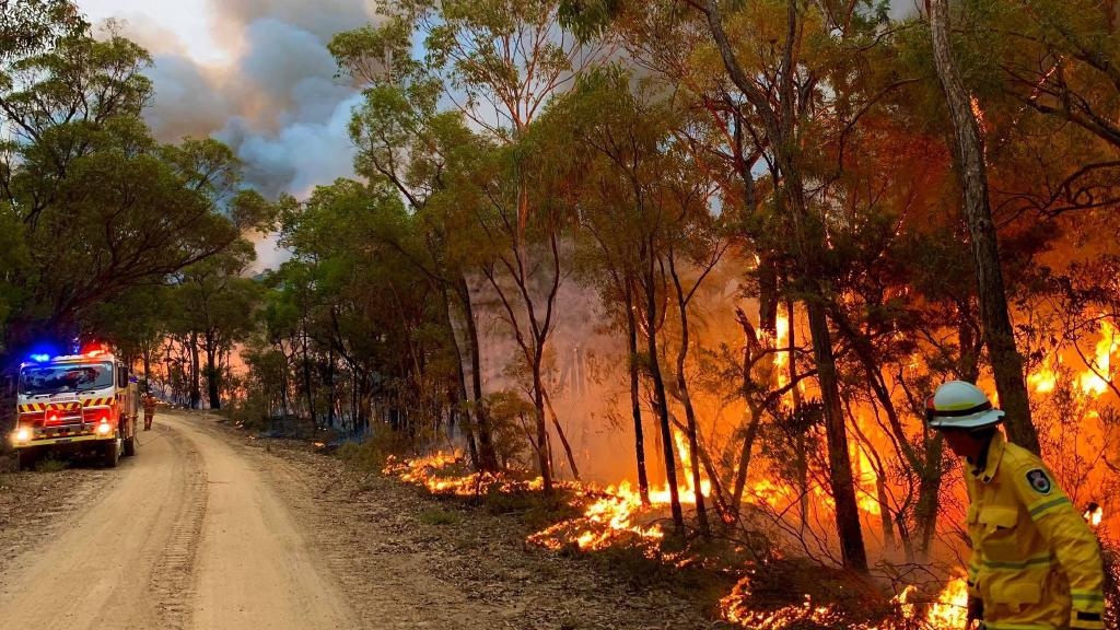 thông khủng long australia ảnh 3 thong khung long australia anh 3