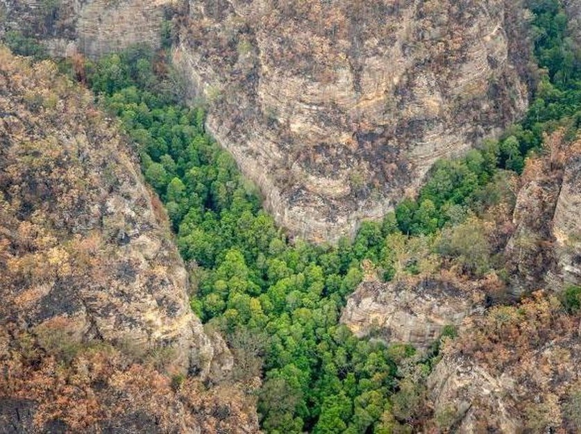 Thong khung long xanh tot giua tham hoa chay rung Australia hinh anh