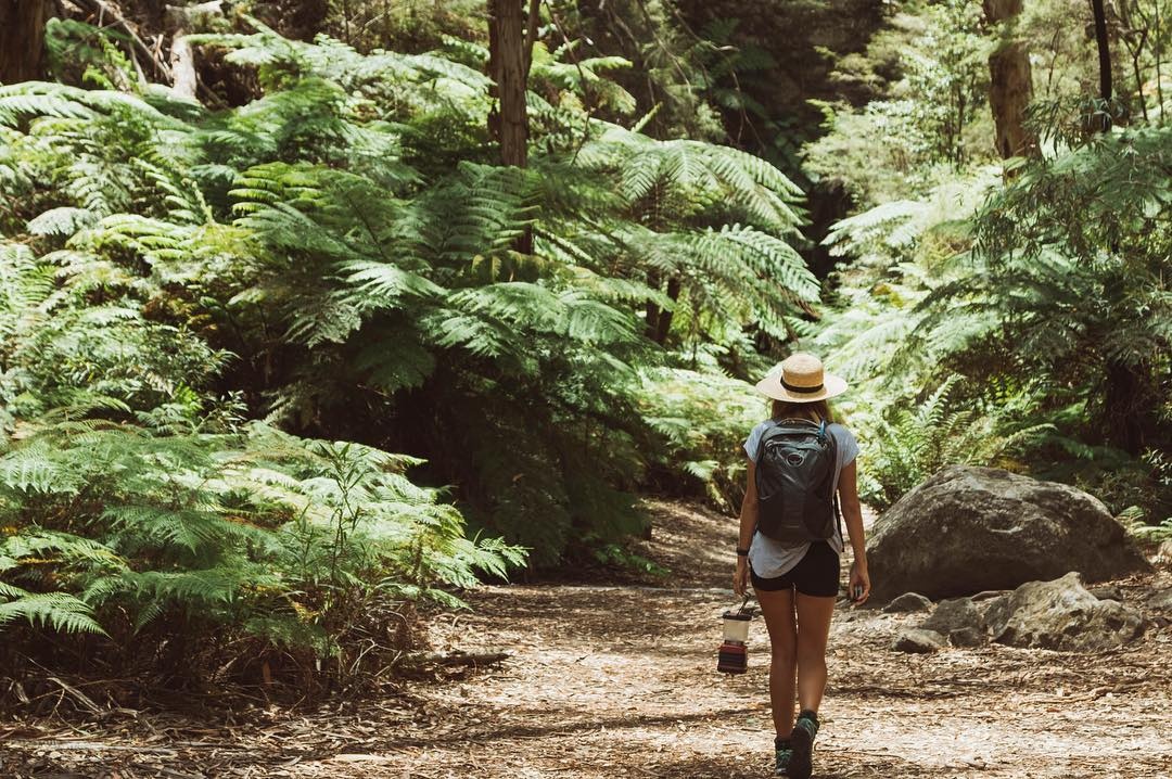 thông khủng long australia ảnh 2 thong khung long australia anh 2