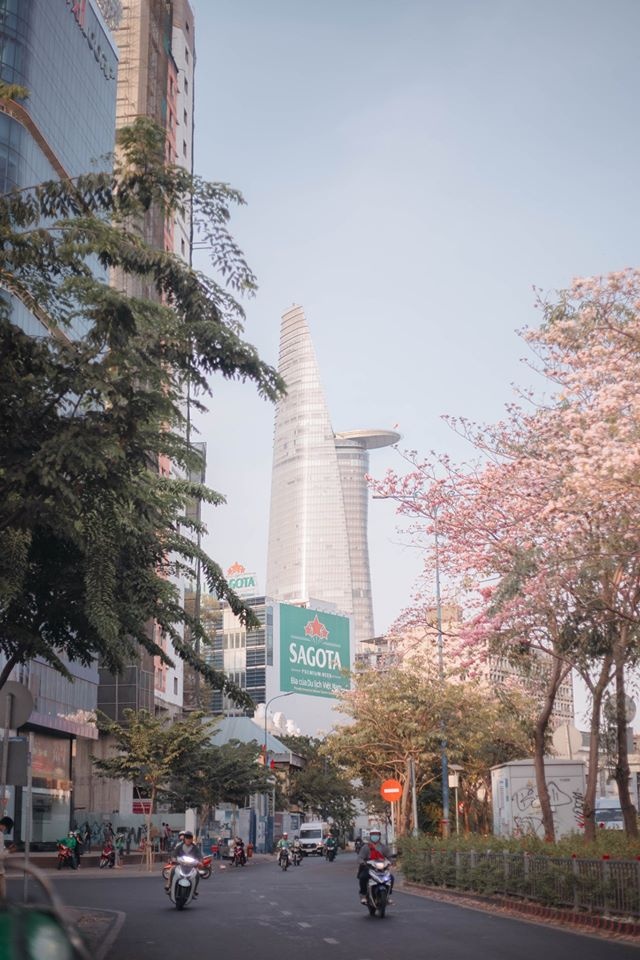 mùa hoa kèn hồng ảnh 1 mua hoa ken hong anh 1