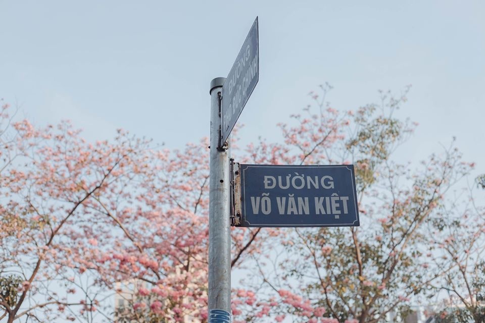 mùa hoa kèn hồng ảnh 2 mua hoa ken hong anh 2