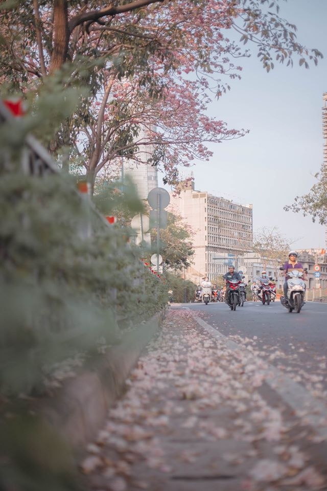 mùa hoa kèn hồng ảnh 3 mua hoa ken hong anh 3