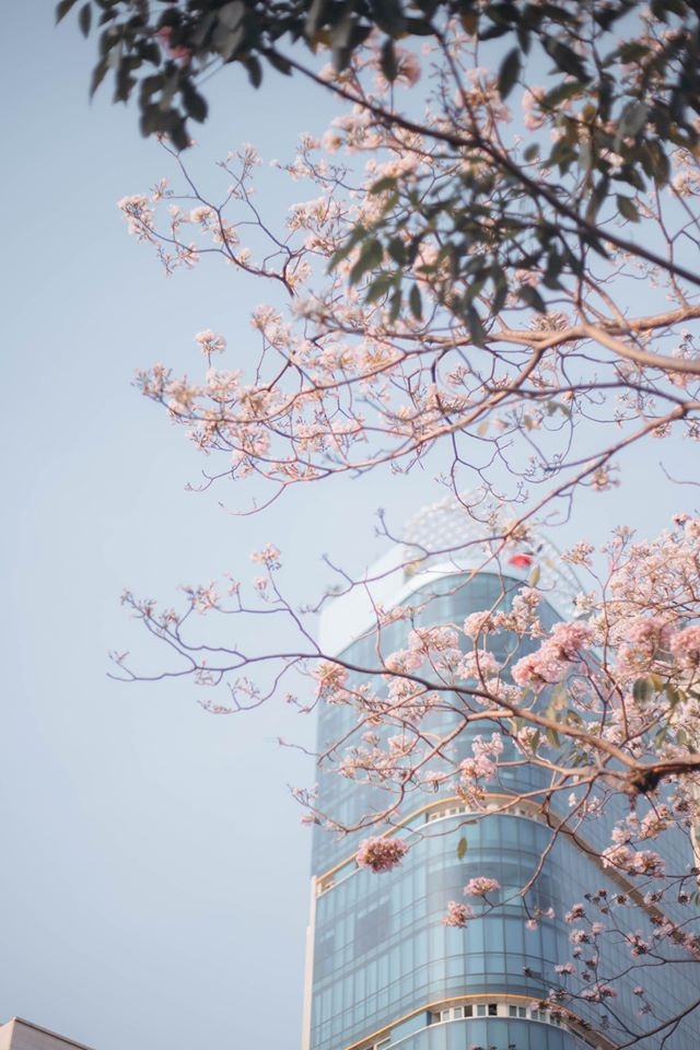 mùa hoa kèn hồng ảnh 4 mua hoa ken hong anh 4
