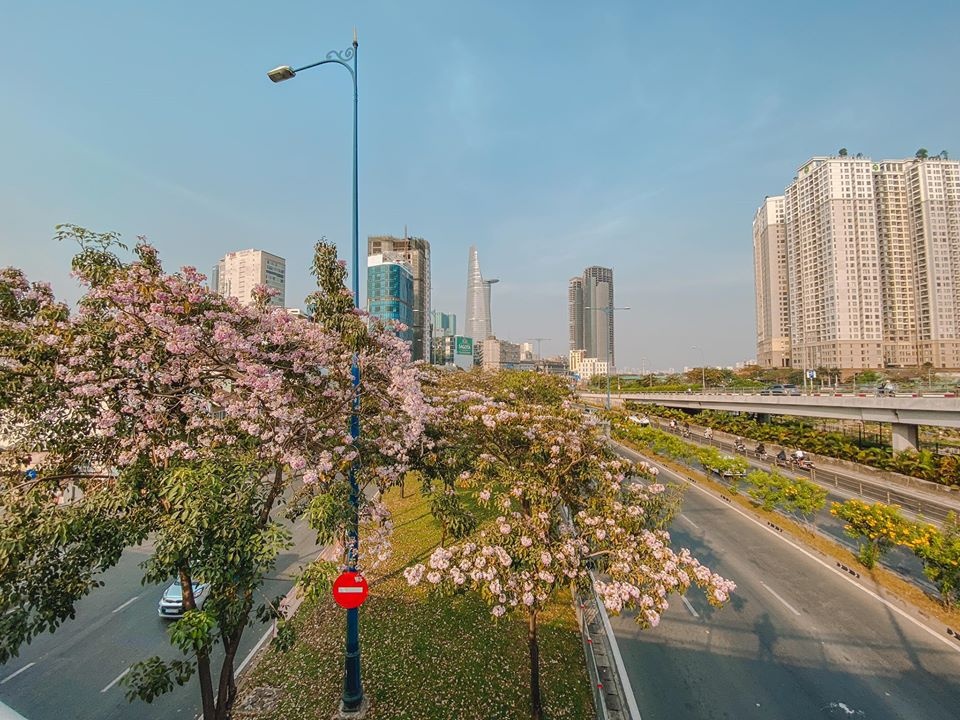 mùa hoa kèn hồng ảnh 10 mua hoa ken hong anh 10