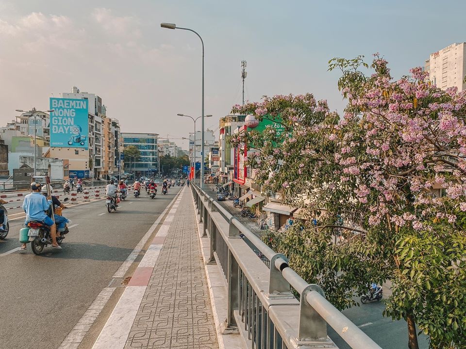 mùa hoa kèn hồng ảnh 9 mua hoa ken hong anh 9