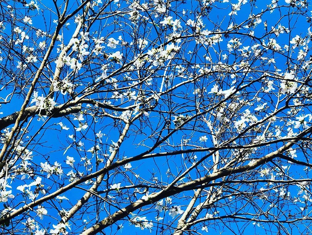 hoa ban đà lạt ảnh 4 hoa ban da lat anh 4