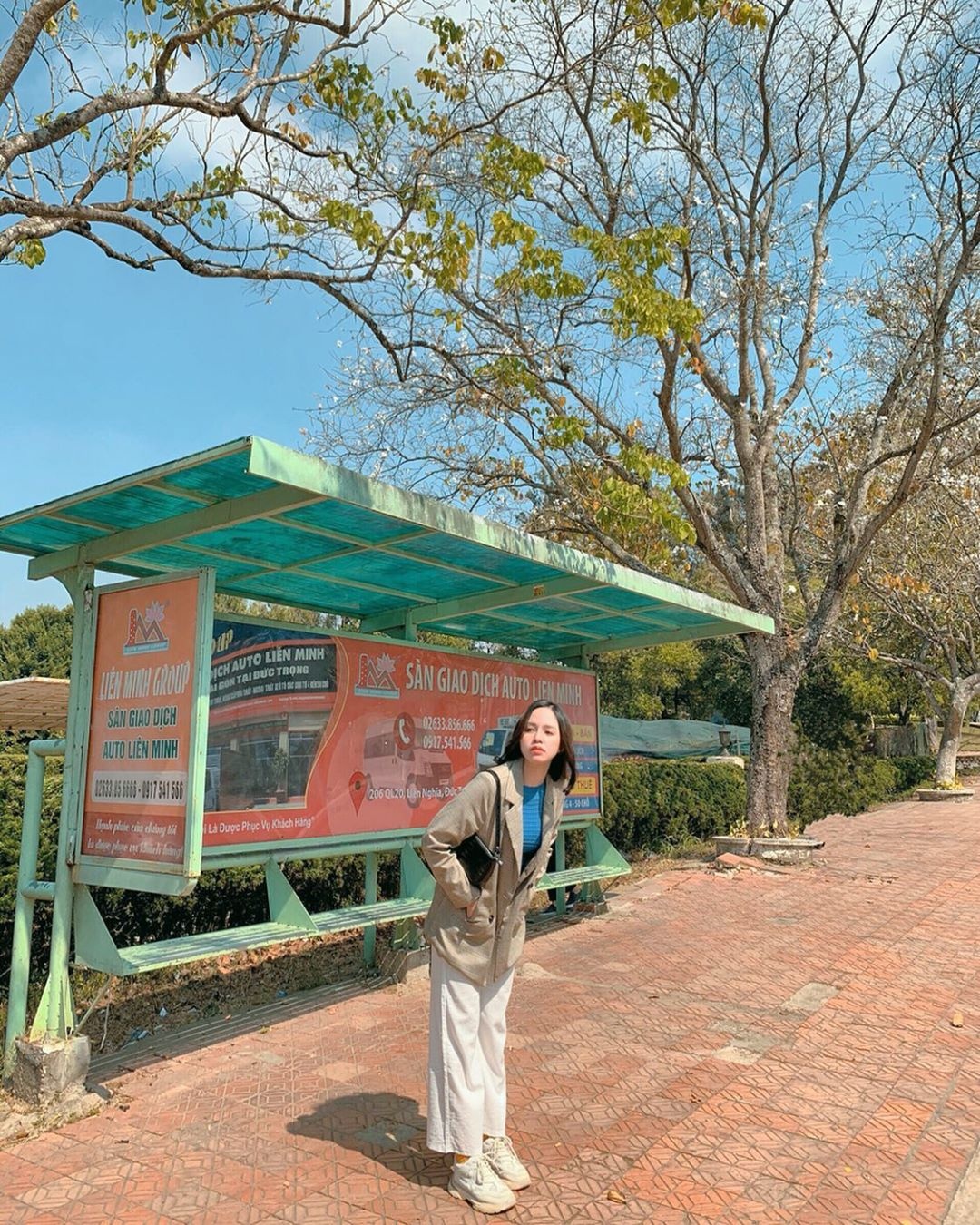 hoa ban đà lạt ảnh 9 hoa ban da lat anh 9