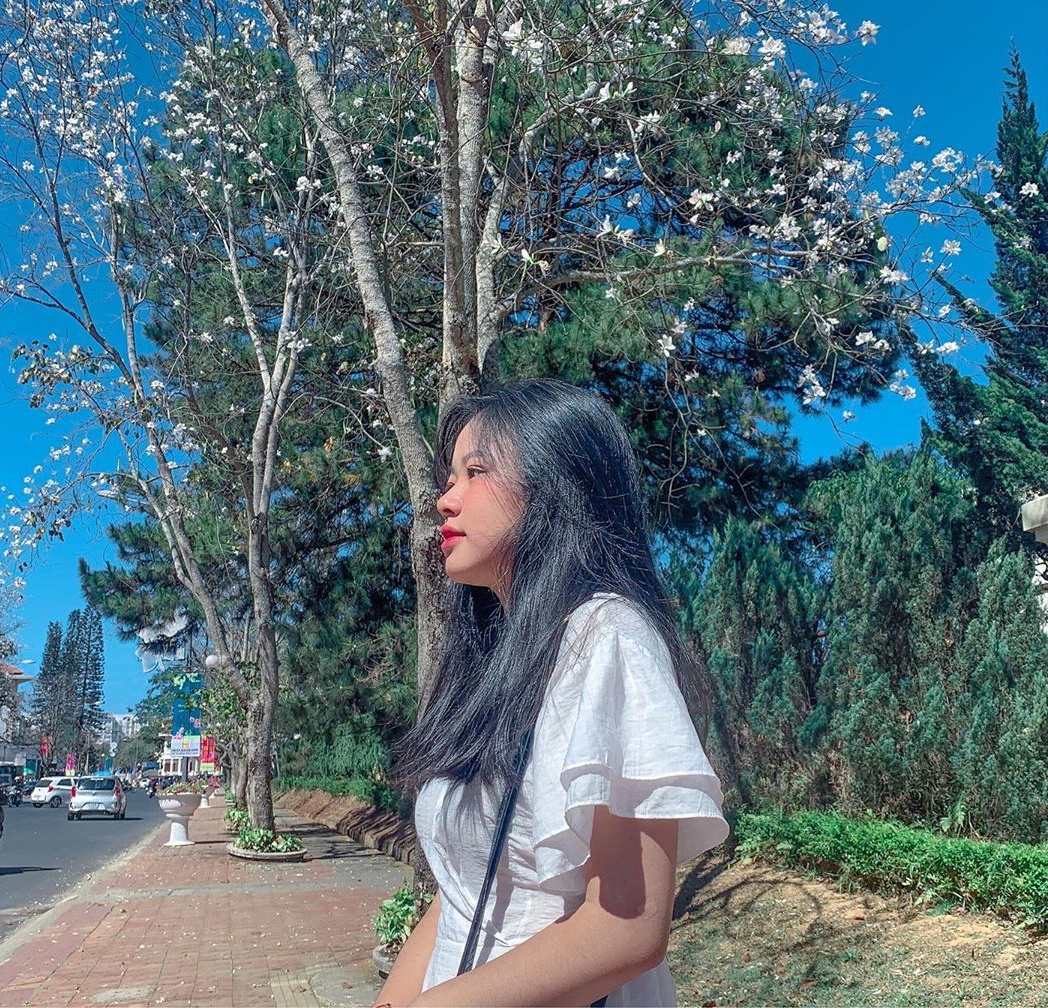 hoa ban đà lạt ảnh 7 hoa ban da lat anh 7