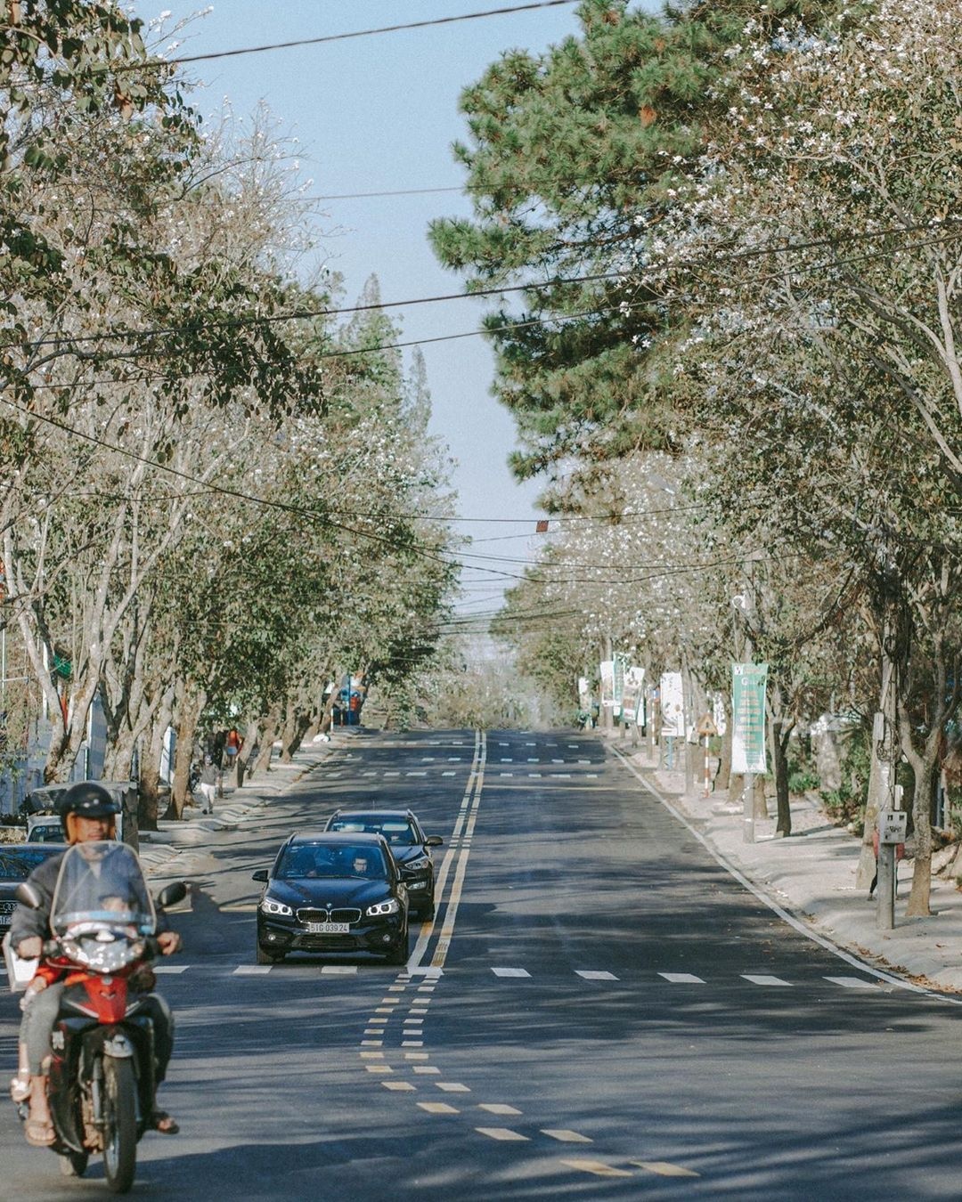 hoa ban đà lạt ảnh 5 hoa ban da lat anh 5