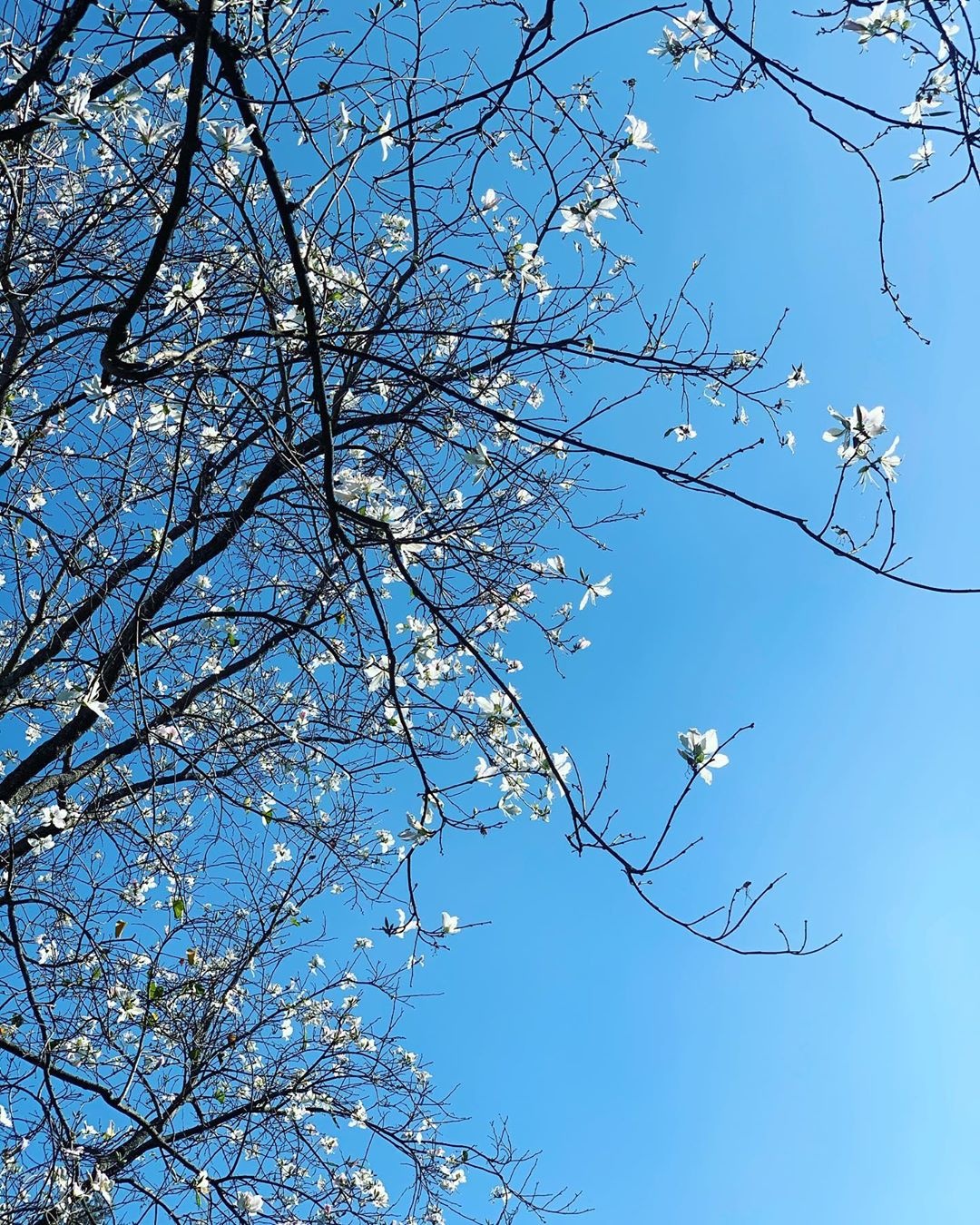 hoa ban đà lạt ảnh 3 hoa ban da lat anh 3