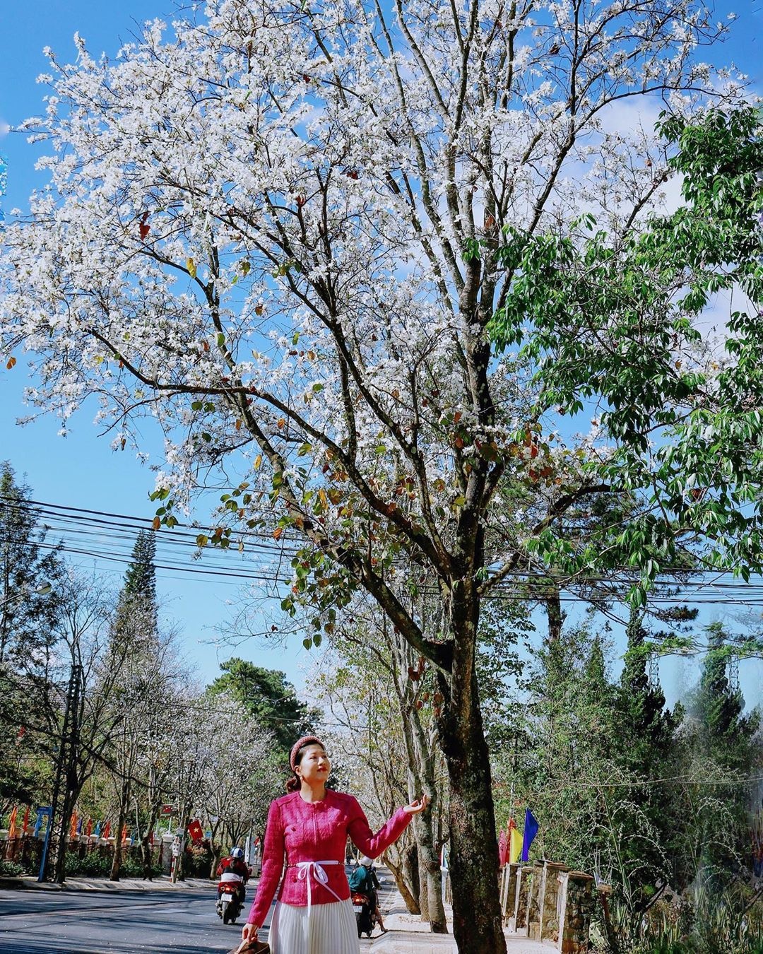 hoa ban đà lạt ảnh 11 hoa ban da lat anh 11