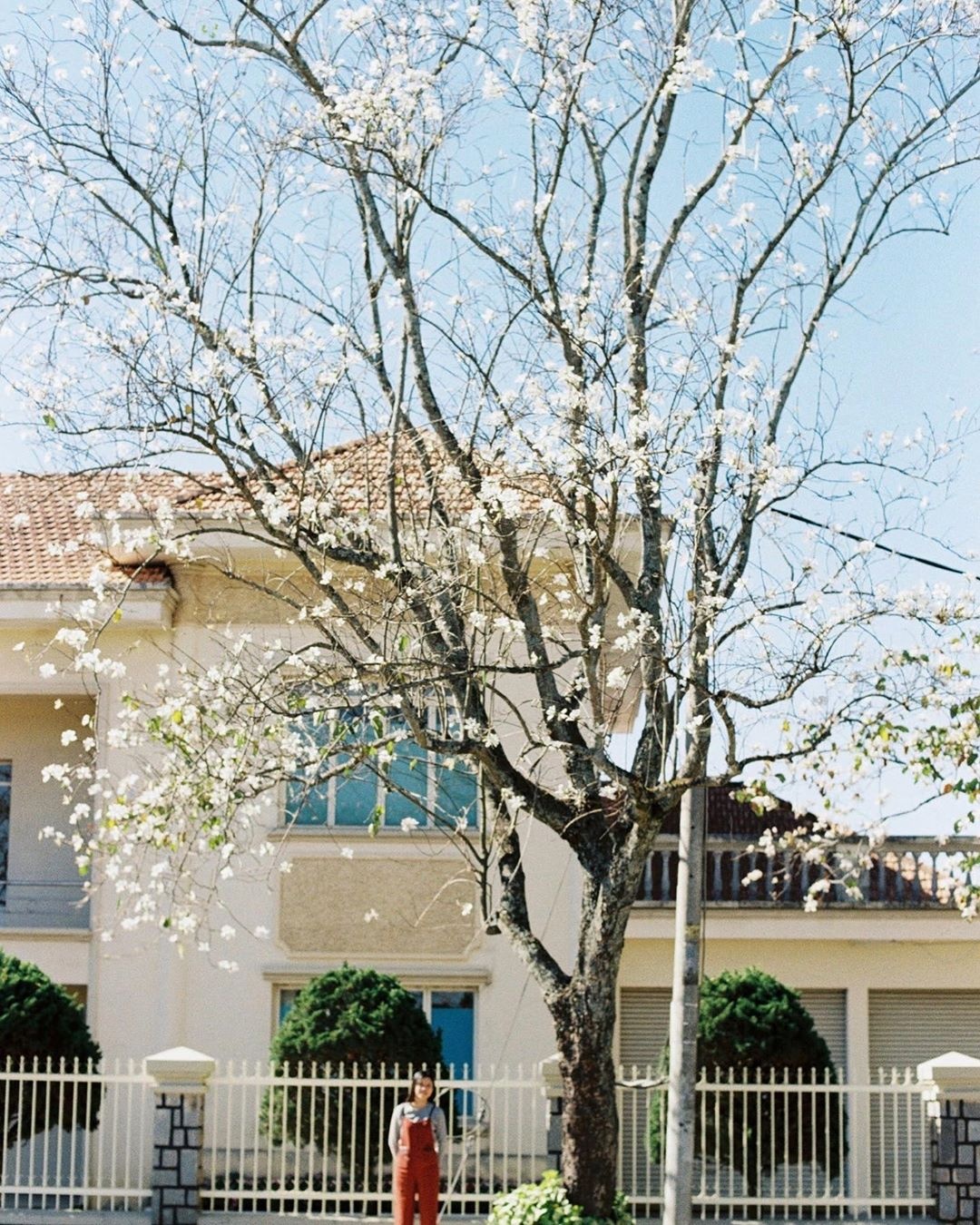 hoa ban đà lạt ảnh 1 hoa ban da lat anh 1