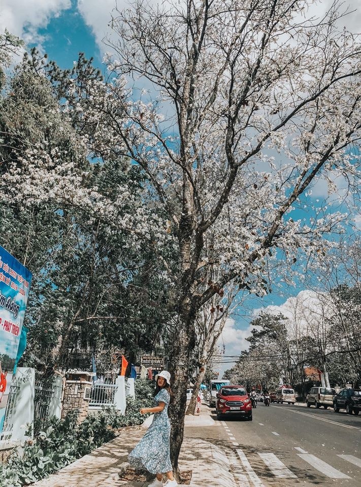 hoa ban đà lạt ảnh 10 hoa ban da lat anh 10