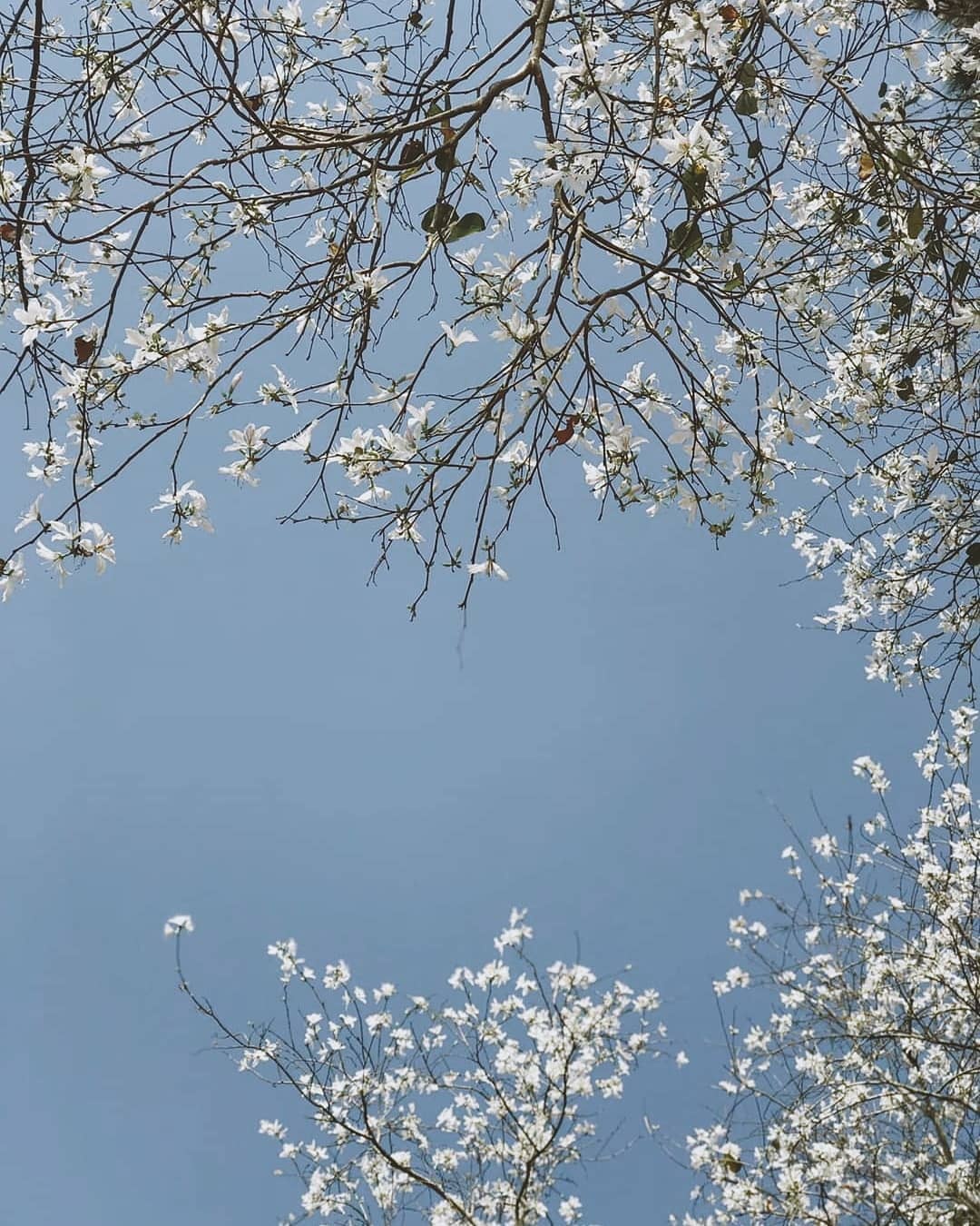 hoa ban đà lạt ảnh 2 hoa ban da lat anh 2