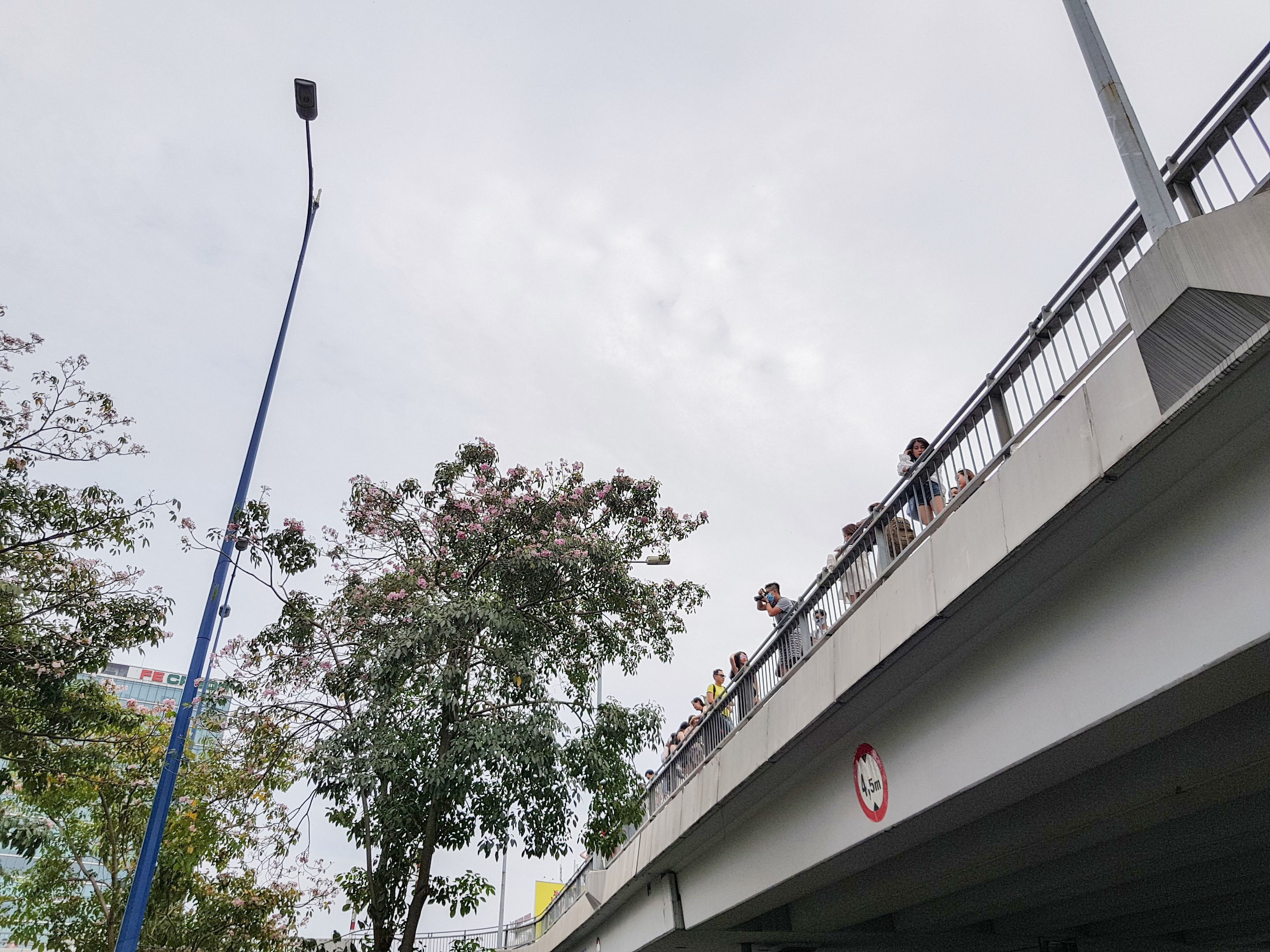 mùa hoa kèn hồng ảnh 2 mua hoa ken hong anh 2