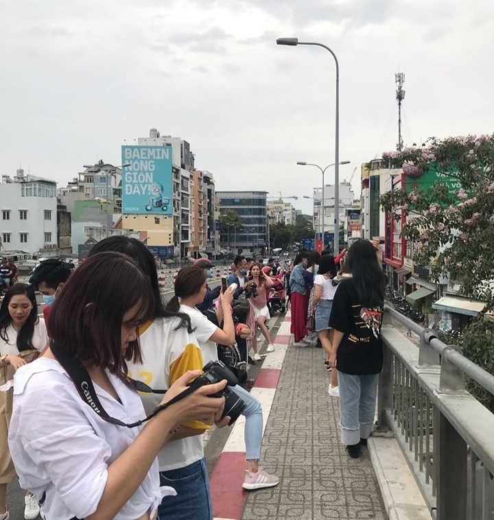 mùa hoa kèn hồng ảnh 4 mua hoa ken hong anh 4