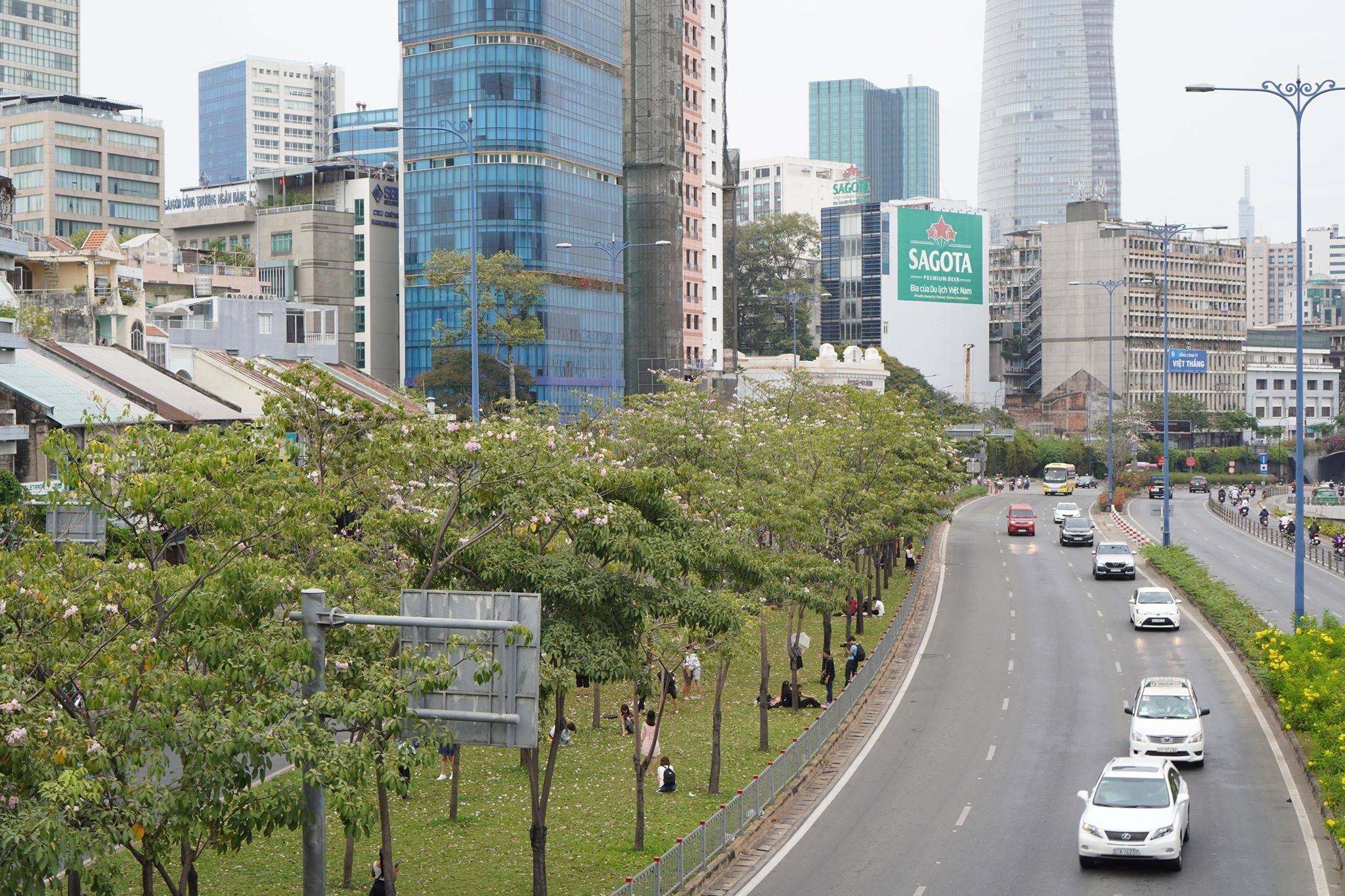 mùa hoa kèn hồng ảnh 1 mua hoa ken hong anh 1